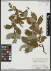 Foto von Salix hastata L.